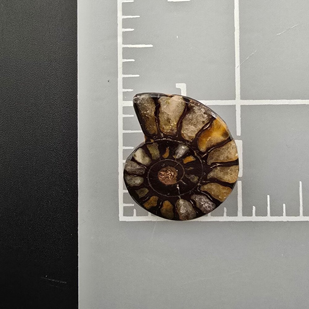 Rare Vendome Ammonite Fossil Clip-On Earrings Yellow & Brown Vintage READ - Picture 7 of 8